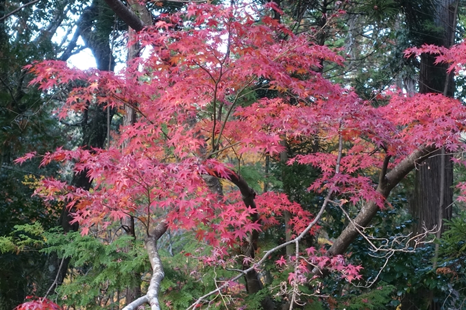 京都紅葉速報2018　その20　天龍寺・渡月橋・松尾大社　No25