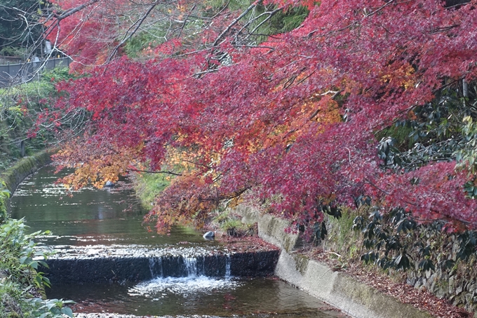 京都紅葉速報2018　その20　天龍寺・渡月橋・松尾大社　No26