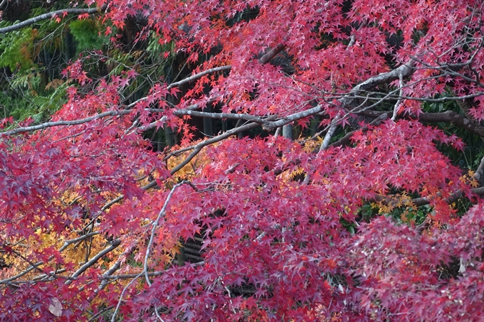 京都紅葉速報2018　その20　天龍寺・渡月橋・松尾大社　No27