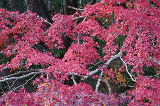 京都紅葉速報2018　その20　天龍寺・渡月橋・松尾大社　No28