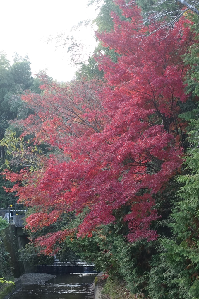 京都紅葉速報2018　その20　天龍寺・渡月橋・松尾大社　No29