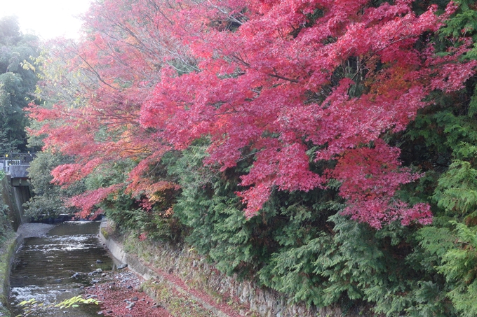 京都紅葉速報2018　その20　天龍寺・渡月橋・松尾大社　No30