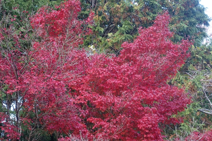 京都紅葉速報2018　その20　天龍寺・渡月橋・松尾大社　No31