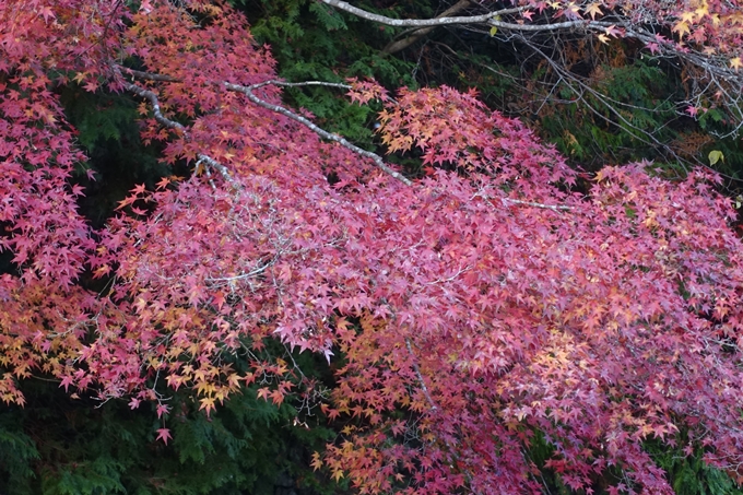 京都紅葉速報2018　その20　天龍寺・渡月橋・松尾大社　No32