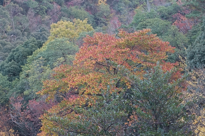 京都紅葉速報2018　その20　天龍寺・渡月橋・松尾大社　No35