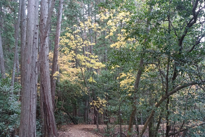 京都紅葉速報2018　その20　天龍寺・渡月橋・松尾大社　No37