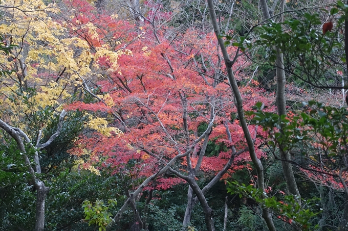 京都紅葉速報2018　その20　天龍寺・渡月橋・松尾大社　No38