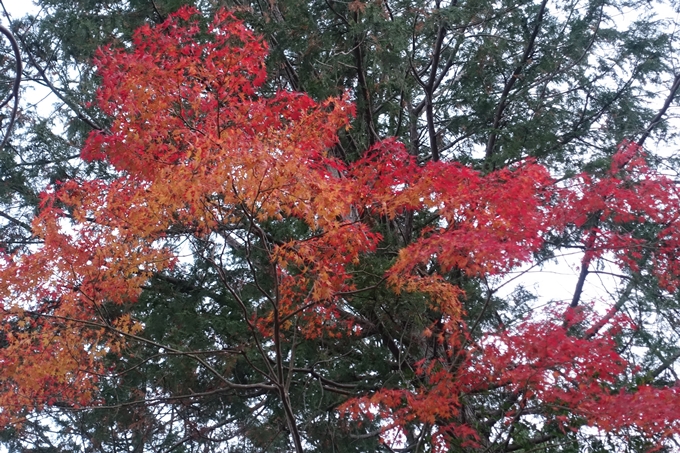 京都紅葉速報2018　その20　天龍寺・渡月橋・松尾大社　No40