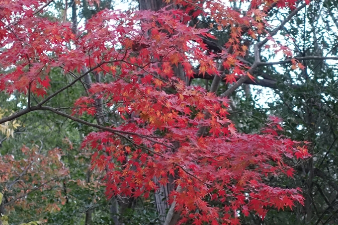 京都紅葉速報2018　その20　天龍寺・渡月橋・松尾大社　No41