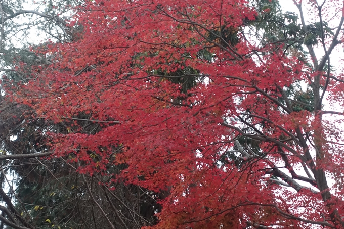 京都紅葉速報2018　その20　天龍寺・渡月橋・松尾大社　No43