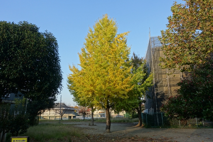 京都紅葉速報2018　その4　京都一周トレイル_東山・北山　No4