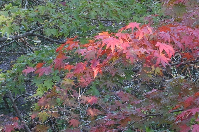 京都紅葉速報2018　その4　京都一周トレイル_東山・北山　No8