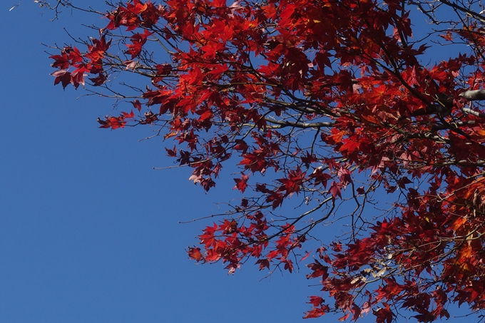 京都紅葉速報2018　その4　京都一周トレイル_東山・北山　No16