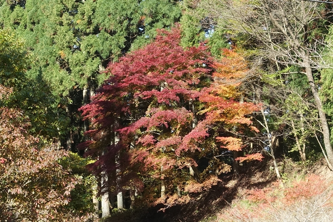 京都紅葉速報2018　その4　京都一周トレイル_東山・北山　No20