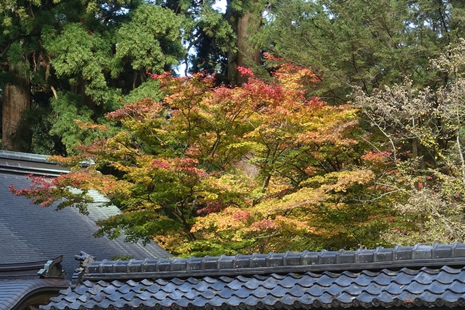 京都紅葉速報2018　その4　京都一周トレイル_東山・北山　No21