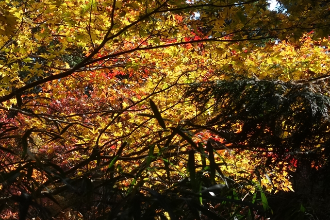 京都紅葉速報2018　その4　京都一周トレイル_東山・北山　No22