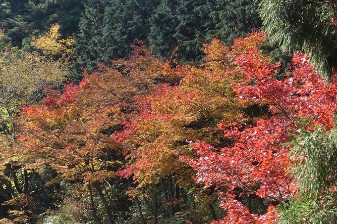 京都紅葉速報2018　その4　京都一周トレイル_東山・北山　No23