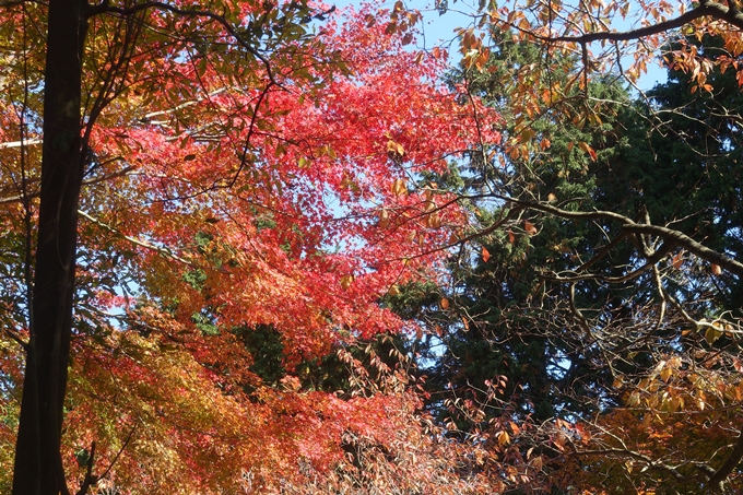 京都紅葉速報2018　その4　京都一周トレイル_東山・北山　No25