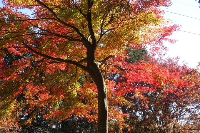 京都紅葉速報2018　その4　京都一周トレイル_東山・北山　No26