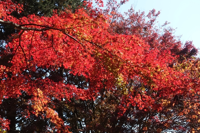 京都紅葉速報2018　その4　京都一周トレイル_東山・北山　No27