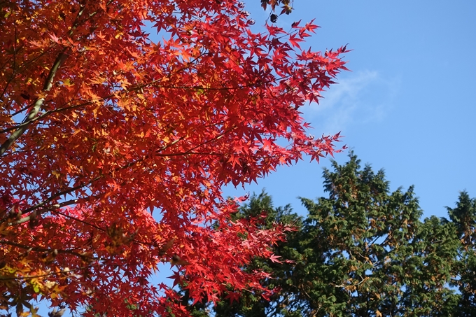 京都紅葉速報2018　その4　京都一周トレイル_東山・北山　No28