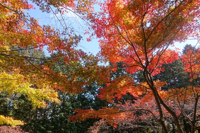 京都紅葉速報2018　その4　京都一周トレイル_東山・北山　No29