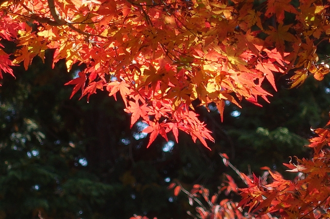 京都紅葉速報2018　その4　京都一周トレイル_東山・北山　No30