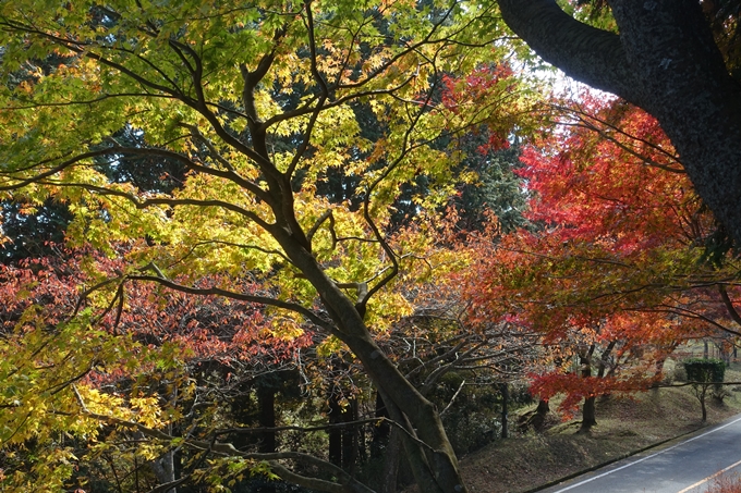 京都紅葉速報2018　その4　京都一周トレイル_東山・北山　No31