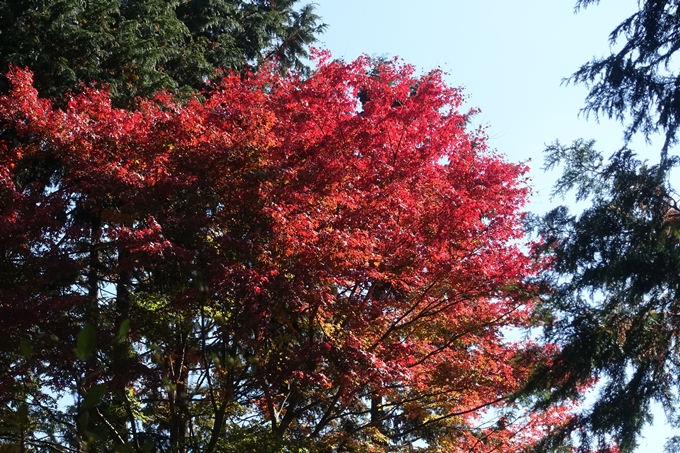 京都紅葉速報2018　その4　京都一周トレイル_東山・北山　No33