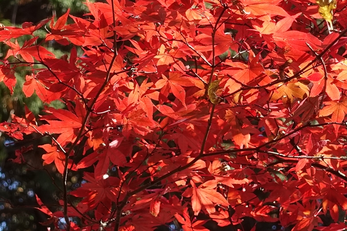 京都紅葉速報2018　その4　京都一周トレイル_東山・北山　No36