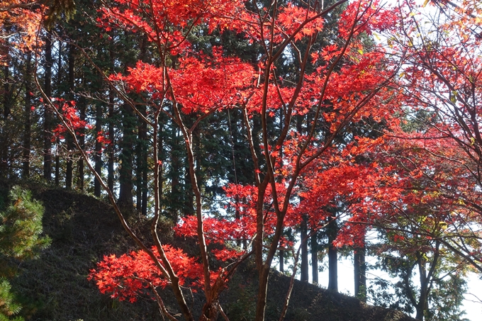 京都紅葉速報2018　その4　京都一周トレイル_東山・北山　No37