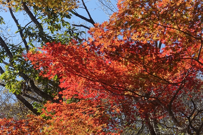 京都紅葉速報2018　その4　京都一周トレイル_東山・北山　No38