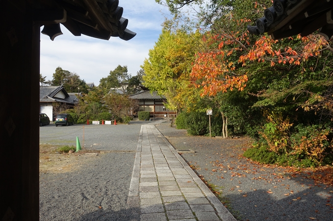 京都紅葉速報2018　その1　岡崎別院のイチョウ_05