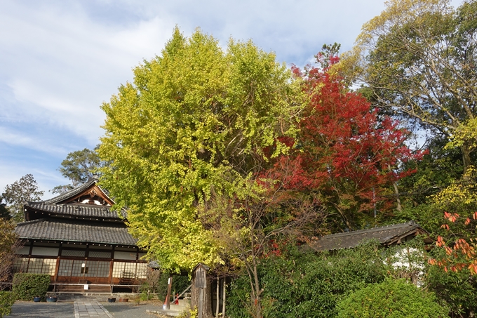 京都紅葉速報2018　その1　岡崎別院のイチョウ_06