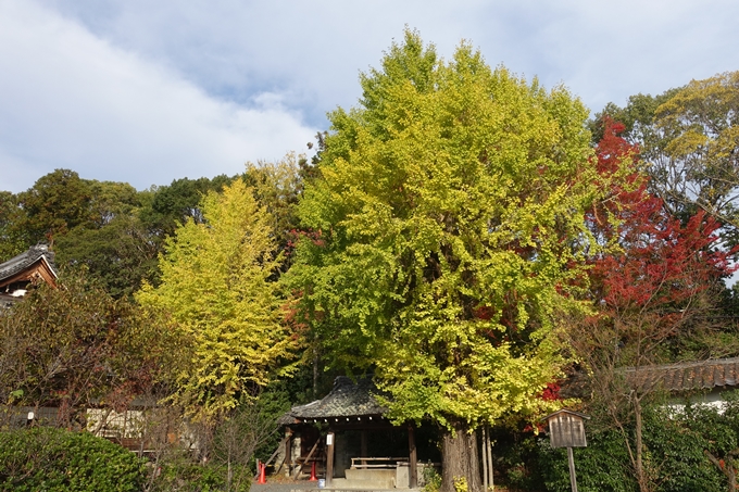 京都紅葉速報2018　その1　岡崎別院のイチョウ_09