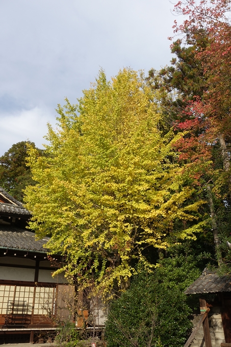 京都紅葉速報2018　その1　岡崎別院のイチョウ_11