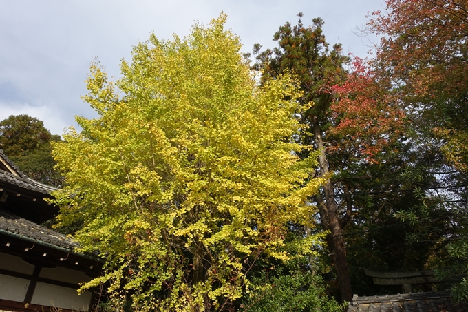 京都紅葉速報2018　その1　岡崎別院のイチョウ_12