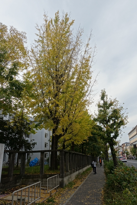 京都紅葉速報2018　その3　川端通・熊野寮　No12