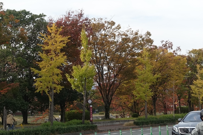 京都紅葉速報2018　その3　川端通・熊野寮　No2