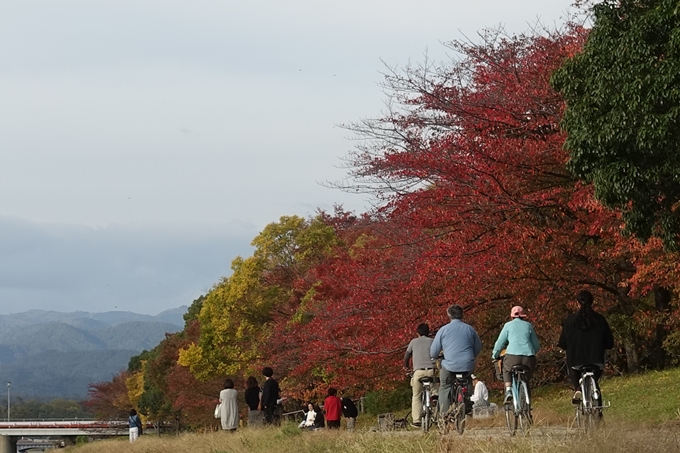 京都紅葉速報2018　その3　川端通・熊野寮　No8