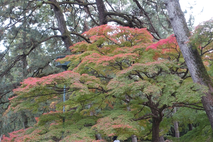 京都紅葉速報2018　その5　御所　No6