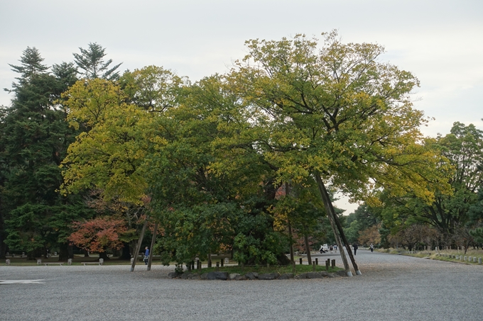 京都紅葉速報2018　その5　御所　No11