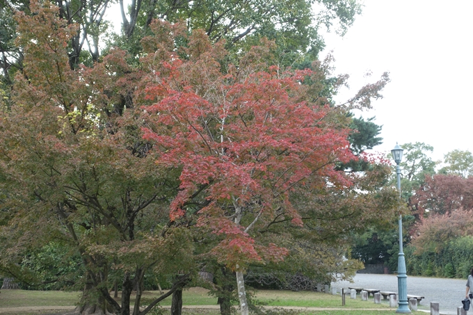 京都紅葉速報2018　その5　御所　No14