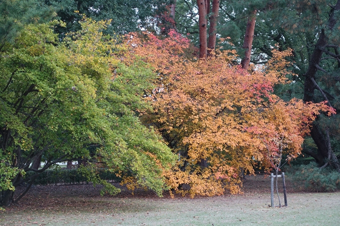 京都紅葉速報2018　その5　御所　No15