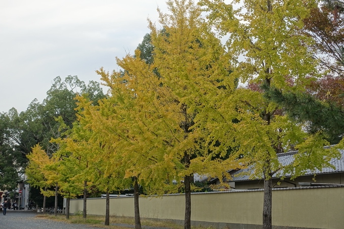 京都紅葉速報2018　その5　御所　No18