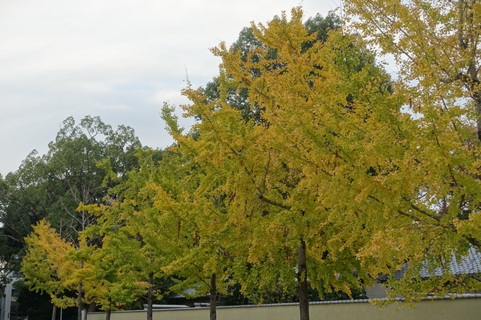 京都紅葉速報2018　その5　御所　No19