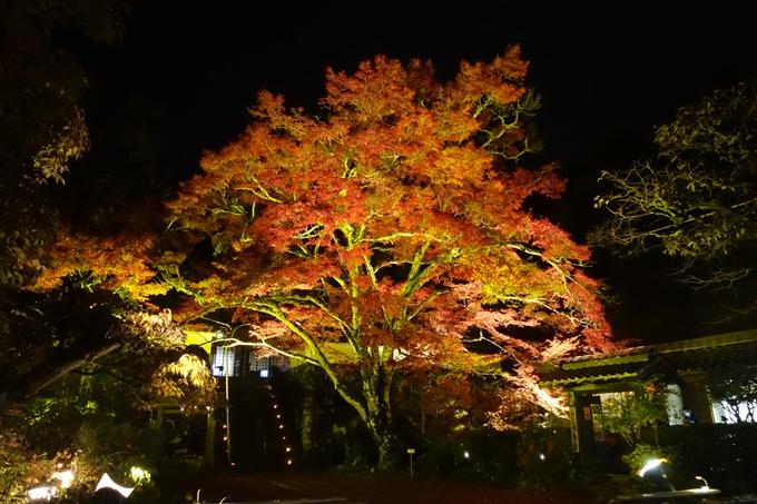 京都紅葉速報2018　その2　神蔵寺ライトアップ　No11