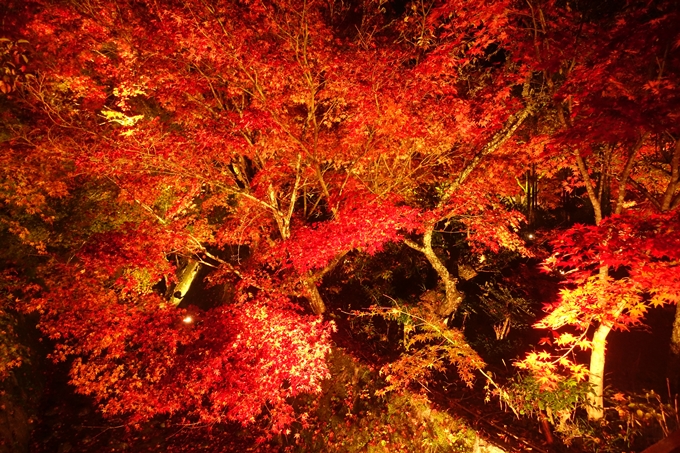 京都紅葉速報2018　その2　神蔵寺ライトアップ　No13