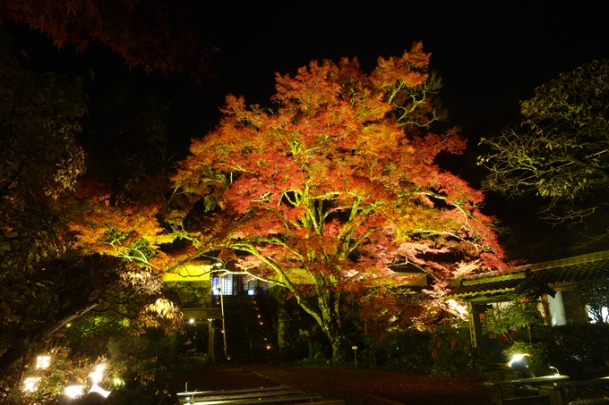 京都紅葉速報2018　その2　神蔵寺ライトアップ　No31