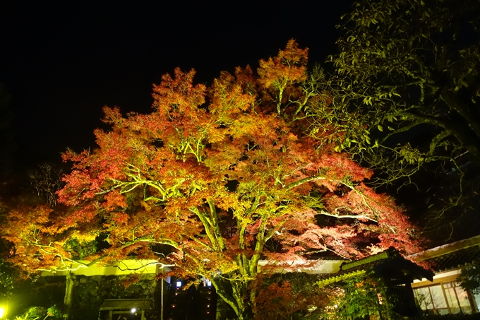 京都紅葉速報2018　その2　神蔵寺ライトアップ　No33